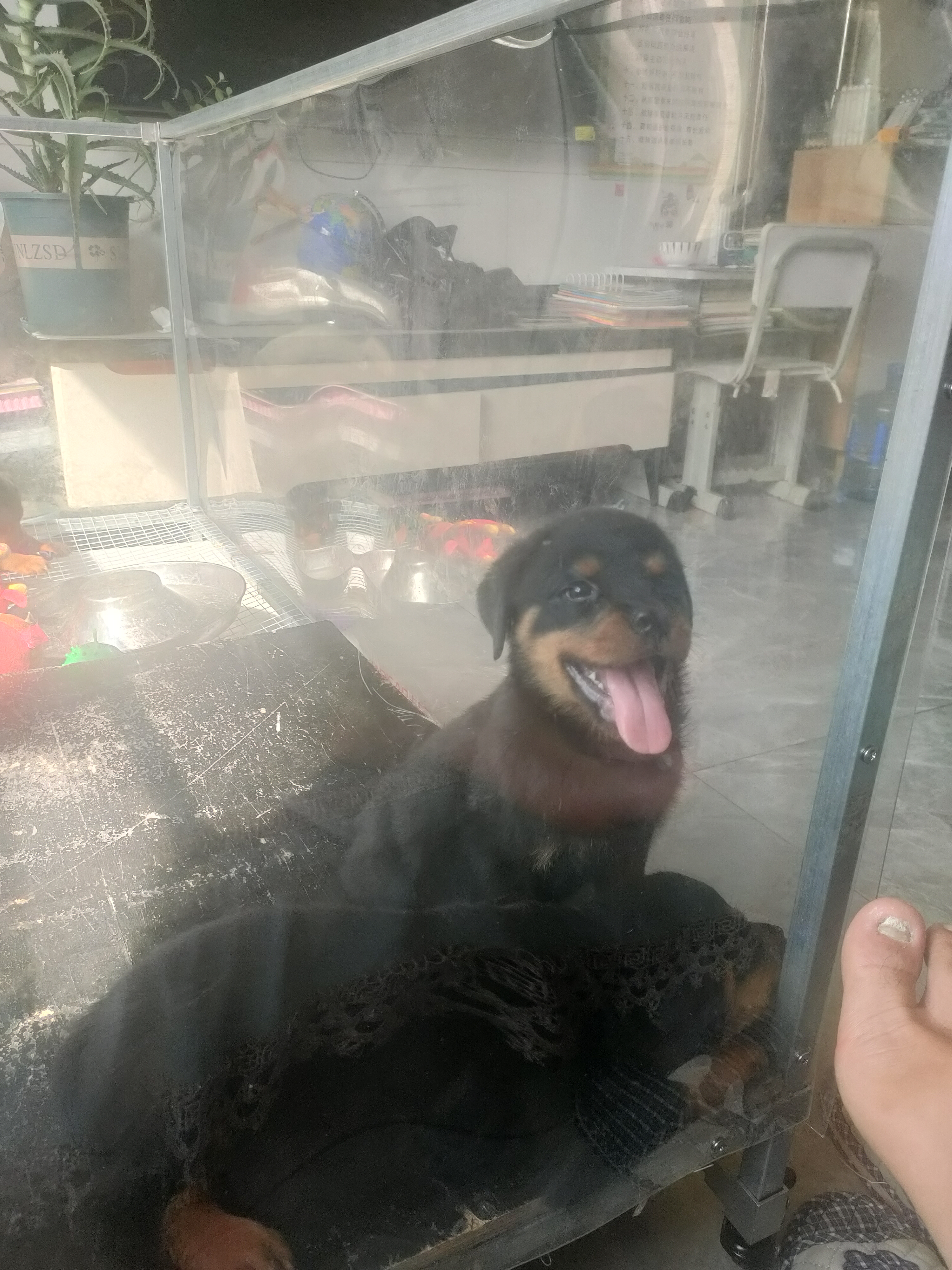 罗威纳幼犬